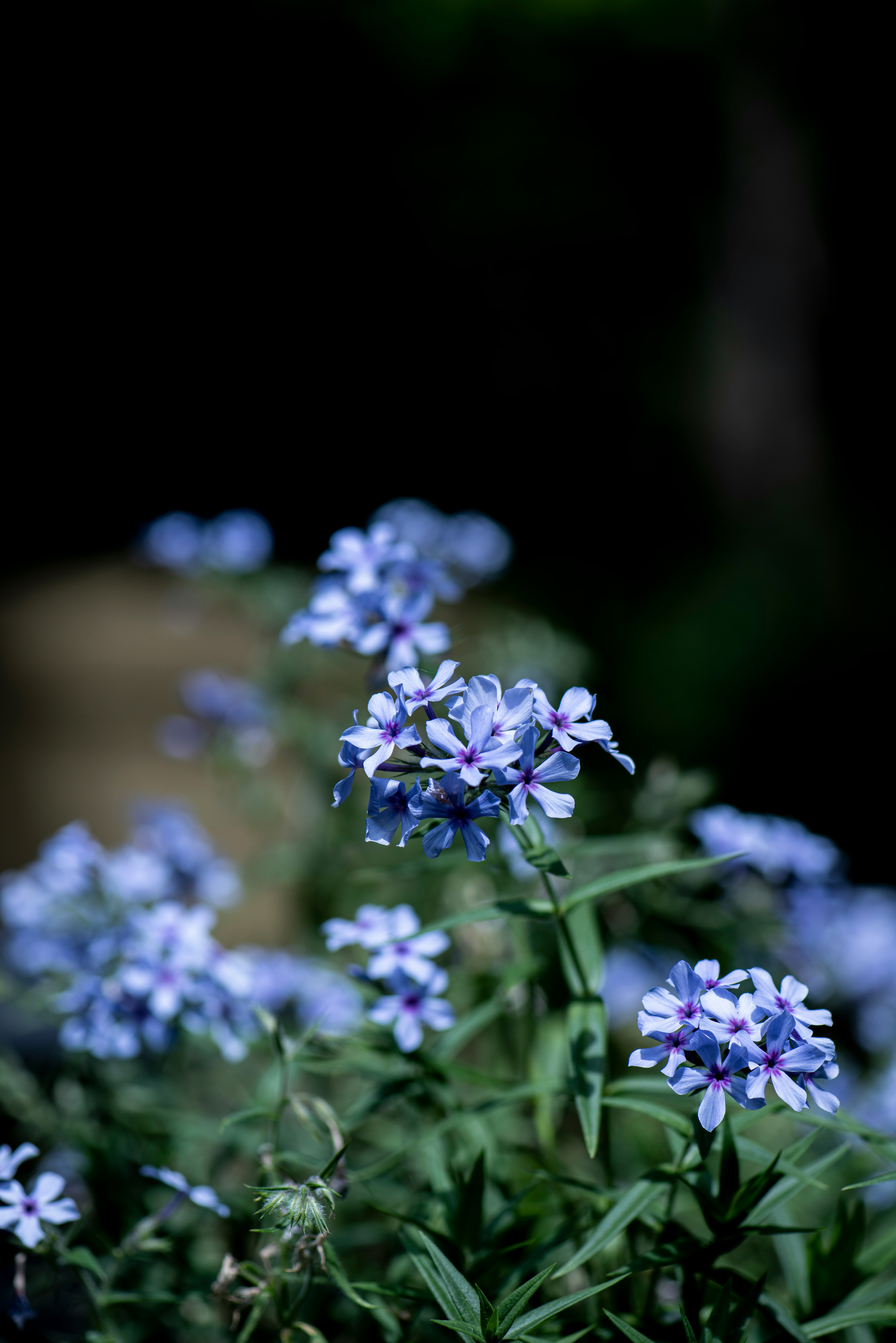 purple flowers in tilt shift lens